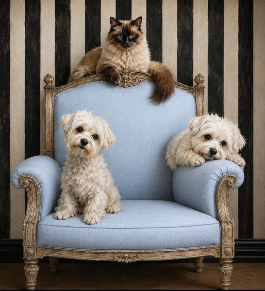 Your Pet Reimagined